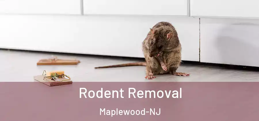 Rodent Removal Maplewood-NJ