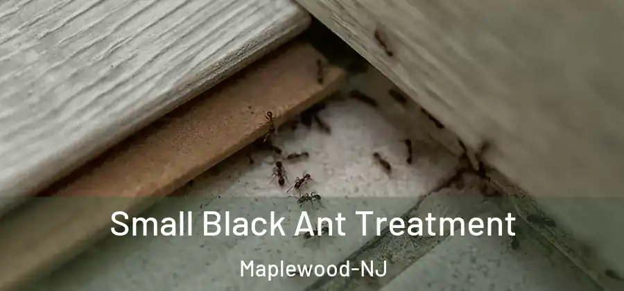  Small Black Ant Treatment Maplewood-NJ