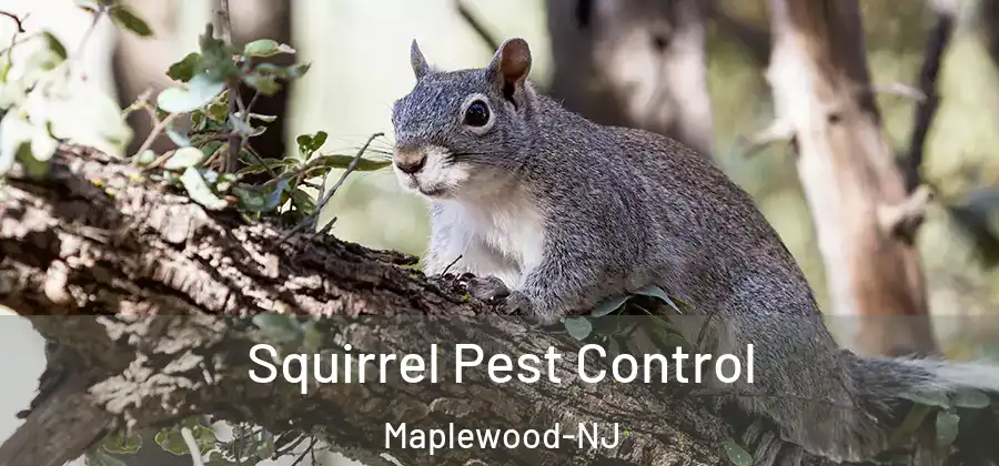  Squirrel Pest Control Maplewood-NJ