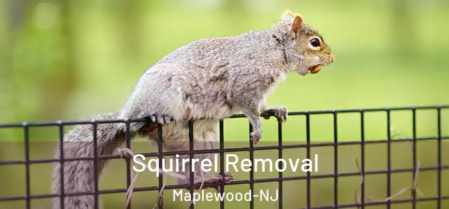 Squirrel Removal Maplewood-NJ