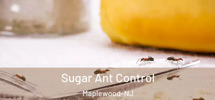 Sugar Ant Control Maplewood-NJ