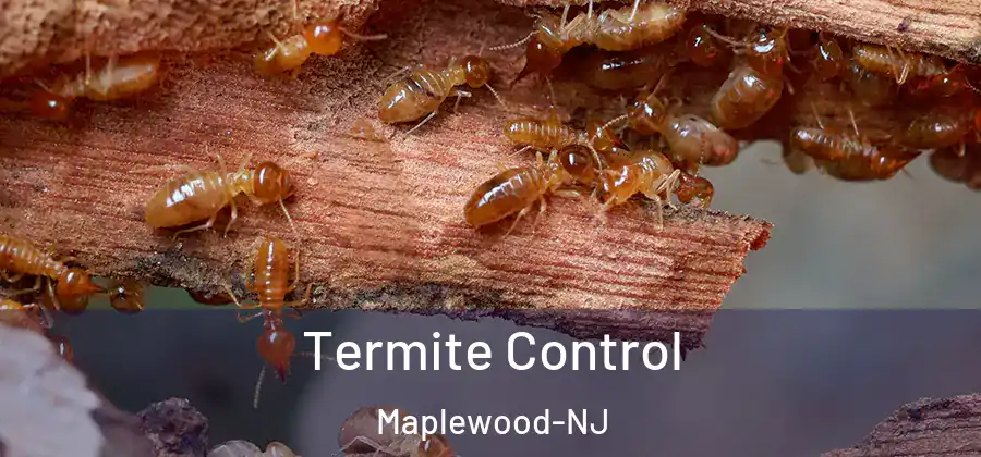 Termite Control Maplewood-NJ