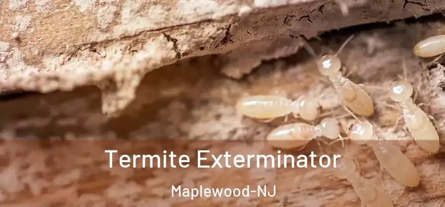  Termite Exterminator Maplewood-NJ