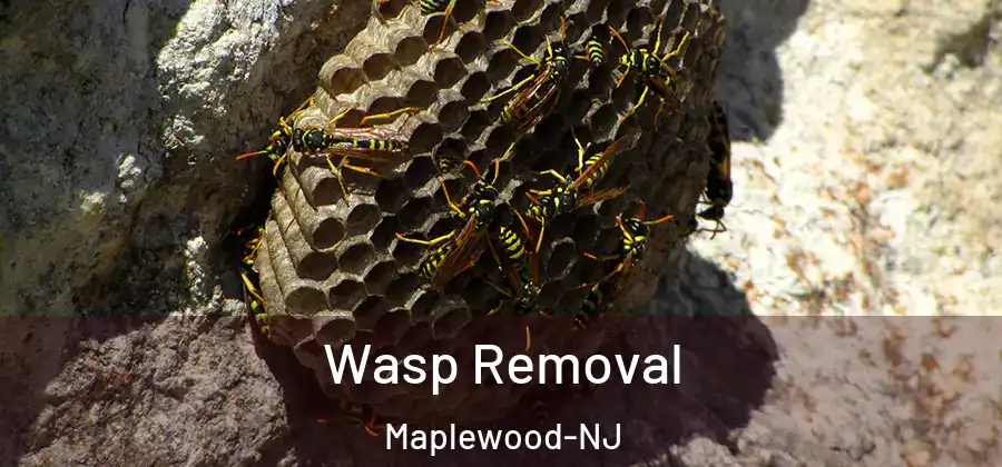  Wasp Removal Maplewood-NJ