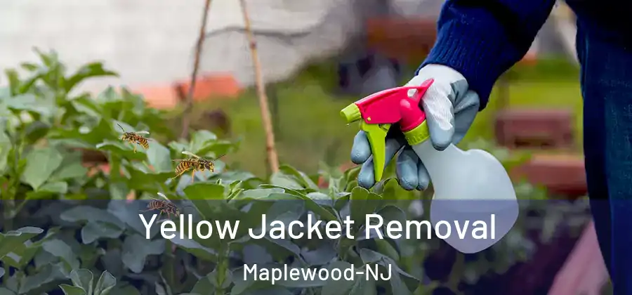 Yellow Jacket Removal Maplewood-NJ